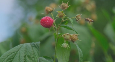 Bursa'da ahududu üretimi S.O.S veriyor