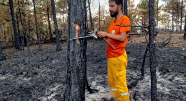 Bursa'nın yanan ormanları küllerinden doğacak