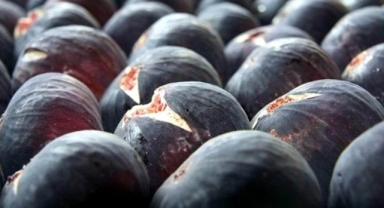 Bursa Siyah İncir'ine AB darbesi