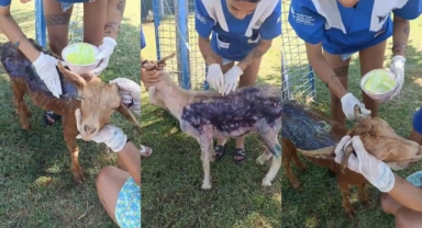 Çanakkale yangınında yanan keçi Emekli Hayvanlar Çiftliği'nde tedavi altına alındı