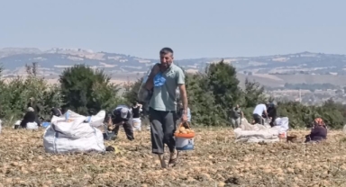 Çiftçi tarlasındaki patatesleri ücretsiz dağıttı