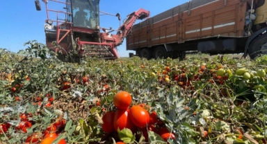 Ekim alanı daralan domateste fiyatlar 3'e katladı