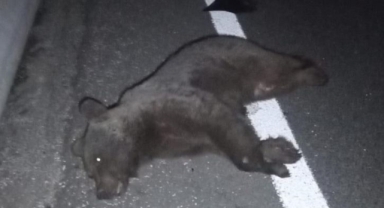 İnegöl'de otomobilin çarptığı ayı telef oldu