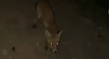 İnegöl’de sürücü tilkiyi cipsle besledi