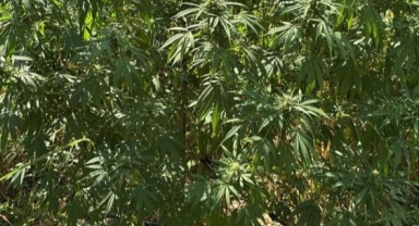 İznik'te jandarmadan uyuşturucu operasyonu