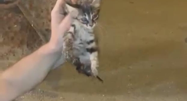 Kanalizasyonda mahsur kalan kedi böyle kurtarıldı