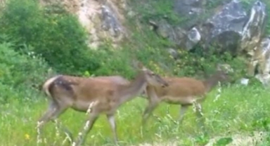 Kızıl geyikler fotokapan'da görüntülendi