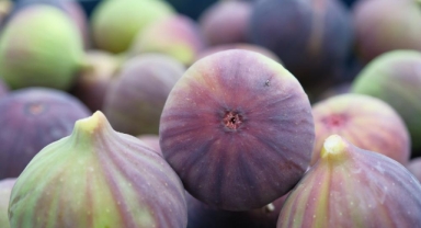 Kraliçe incirinde hasat ve ihracat başladı