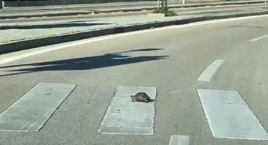 Kurallara uyan kaplumbağa yaya geçidini kullandı!