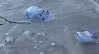 Mavi denizanaları Gemlik sahilini sardı