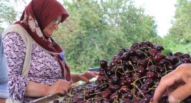 Meyve sebze ihracatçısı ürün eksikliği ve dövizle boğuşuyor