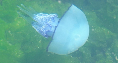 Müsilaj bitti bu kez denizanası kabusu başladı