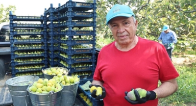 Nilüfer’de incir hasadı başladı