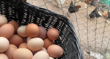 Okulların açılması yumurtayı