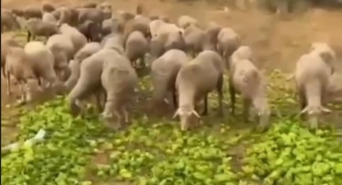 Para etmeyen biberleri hayvanlara yedirildiği iddiası gerçek dışı