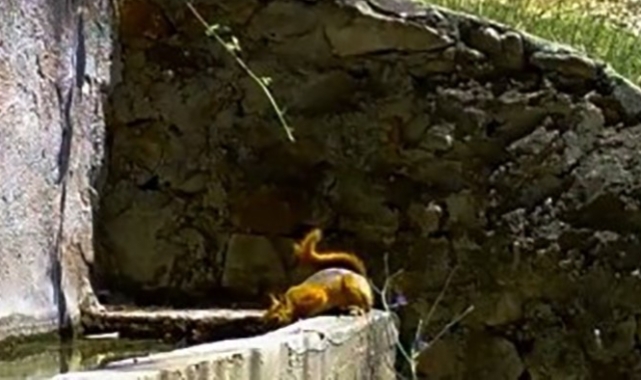 Susayan sincap ve tilki fotokapana yakalandı