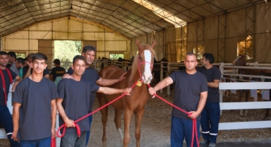 TİGEM tay satışı ve koşulardan bu yıl 500 milyon lira gelir bekliyor