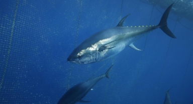 Türkiye yakalıyor Japonya ve Güney Kore yiyor
