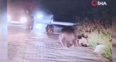 Uludağ'da her an karşınıza ayı çıkabilir