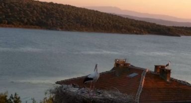 Yaren Leylek depremi önceden hissetti