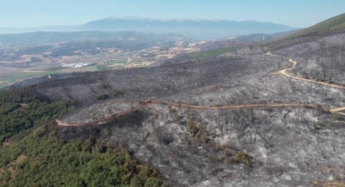 Yenişehir'de yanan ormandan geriye acı görüntü