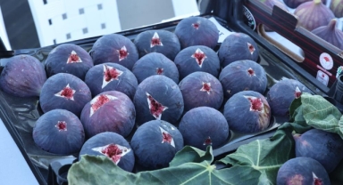 11. Akçalar - Fadıllı İncir Festivali’nde lezzet şöleni