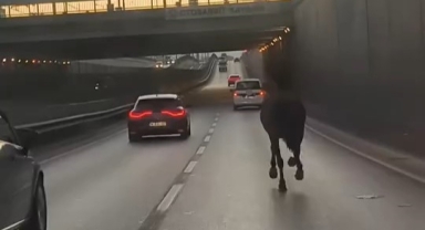 Başıboş at trafikte tehlike saçtı