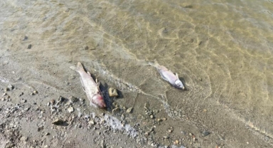 Burcun Göleti'nde balık ölümleri