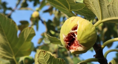 Bursa'da incir festivali heyecanı yaşanacak