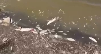 Çınarlı Göleti'nde yüzlerce balık kıyıya vurdu