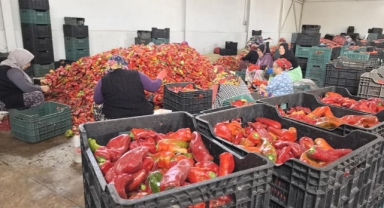 Hollanda'nın biber salçası İnegöl'den gidiyor