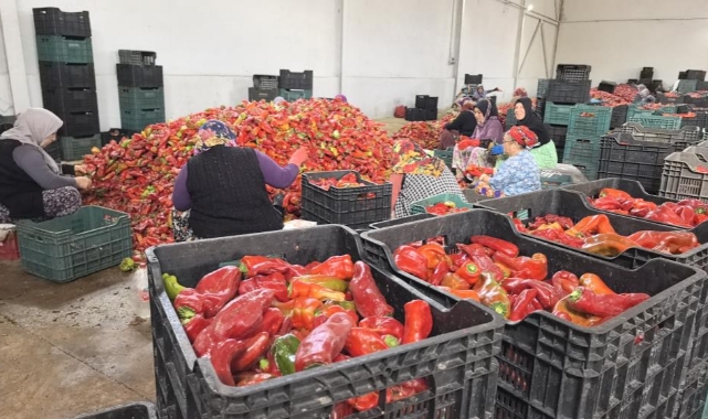 Hollanda'nın biber salçası İnegöl'den gidiyor