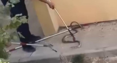 İnegöl'de site bahçesi'ndeki yılan korkuttu