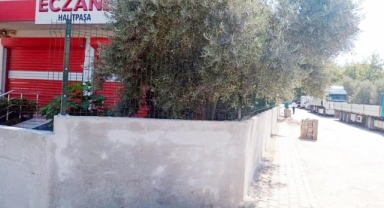 Kaldırıma duvar örüp zeytin ağaçlarını sahiplendi