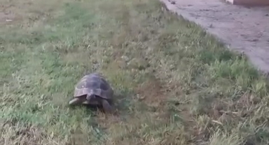 Kaplumbağa ve bahçıvanın dostluğu kıskandırdı
