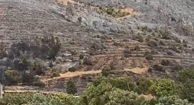 Karacabey'deki orman yangını söndürüldü