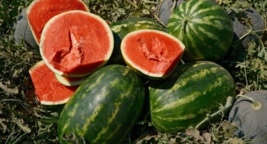 Karpuzun fiyatı 70 kilometrede 30'a katlanıyor