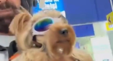 Köpeği ile markete alınmayan vatandaş isyan etti