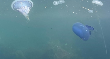 Marmara'da 'bitti' denilen müsilaj tekrar hortladı