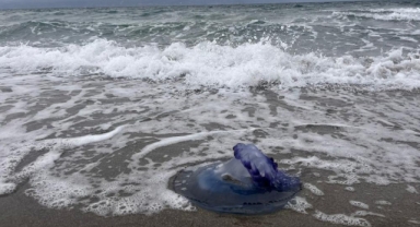 Mudanya'da mavi denizanaları sahile vurdu
