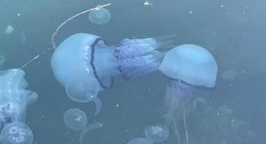 Müsilaj başladı denizanaları öldü