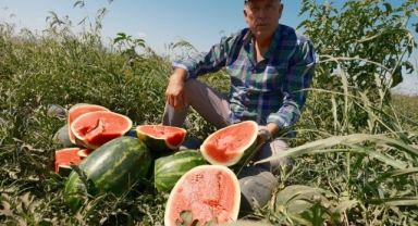 Sözleşmeli ekti 3 bin 500 ton karpuzu tarlada kaldı