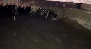 Su samurları sulama kanalında görüntülendi