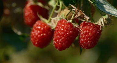 Türkiye'nin ihtiyacını Bursa'daki bu iki ilçe üretiyor