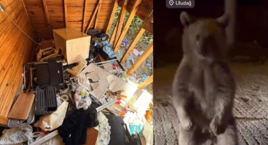 Uludağ'da Ayılar Barakaları darmadağın etti