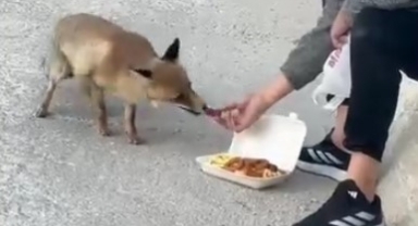 Vatandaş tilkiyi eliyle besleyip sevdi
