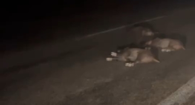 Yola fırlayan domuz sürüsü telef oldu