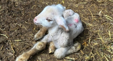 Annesi ve kardeşleri ölen kuzunun yürek burkan hikayesi