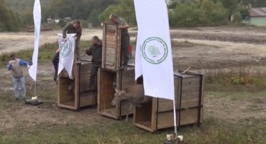 Bursa'da 3 kızıl geyik doğal yaşam alanına kavuştu