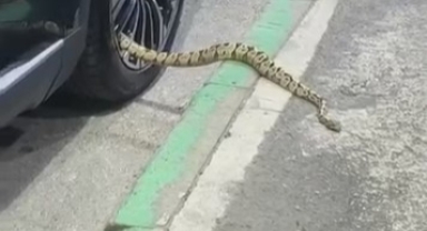 Bursa’da otomobilin jantından yılan çıktı